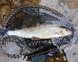 16 inch Wye grayling - DC from W Herefordshire
